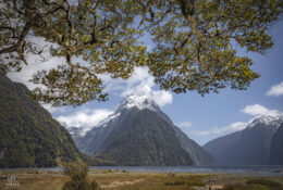 New Zealand 2025 (1 group) (40/66)